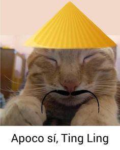 (créditos al creador) Cat Calendar, Cat Profile, Cat Photos, Cats Funny, Cute Cat Gif, Funny Profile Pictures, Wholesome Memes, Funny Cute Cats, Silly Cats