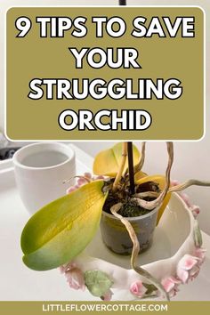 an orchid in a pot with the words 9 tips to save your struggling orchid