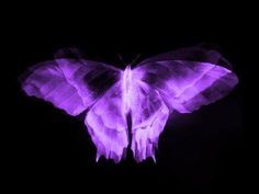 a purple butterfly is flying in the dark