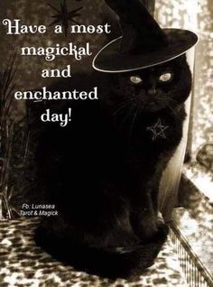 a black cat with a witches hat on its head