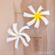 two white and yellow flowers sitting on top of a wooden table next to each other