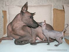 an adult hairless dog and two kittens on a bed