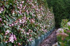 many pink flowers growing on the side of a wall