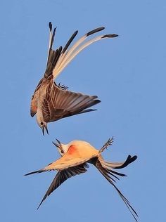 two birds flying in the air with their wings spread out and one bird has it's beak open