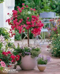 several potted plants with pink and red flowers in them on a brick patio area