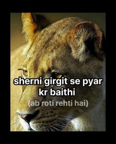 an image of a lion with the caption'sherriri gritti se payar kr bathi ab roti reht hai