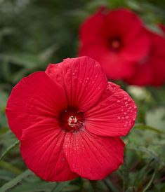 two red flowers with water droplets on them