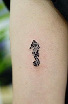 a small black and white seahorse tattoo on the right arm