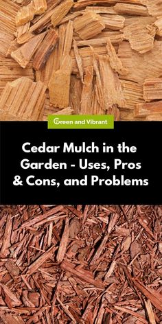 cedar mulch in the garden - uses, pros and cons and problems