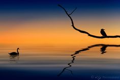 a bird sitting on top of a tree branch in the water at sunset or dawn