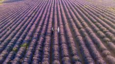 an aerial view of lavender fields in bloom