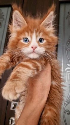 a small kitten is being held up by someone's hand in front of a door