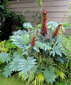 some very pretty plants by the side of a house with red flowers and green leaves