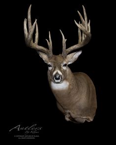 a white tailed deer with large antlers on it's head