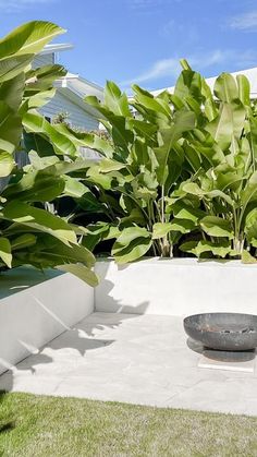 an outdoor area with large plants and a bowl on the ground in front of it