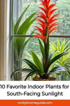 a red plant with green leaves in front of a window and the words 10 favorite indoor plants for south - facing sunlight