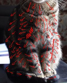 a cat sitting on top of a table with writing all over it's body