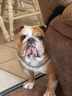 a brown and white dog standing on top of a wooden floor next to a chair