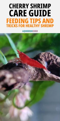 the cover of cherry shrimp care guide feeding tips and tricks for healthy shrimp