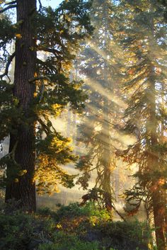 the sun is shining through the trees in the forest