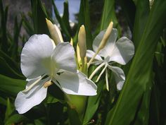 two white flowers with green leaves in the foreground and blue sky in the background