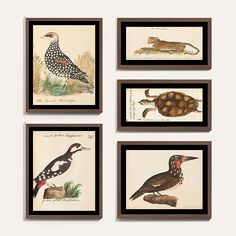 four framed pictures of different birds and animals