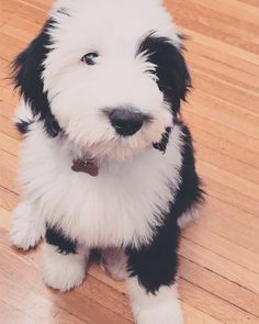 a black and white dog sitting on top of a wooden floor