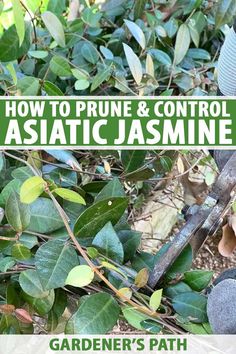 an image of how to prune and control astatic jasmine