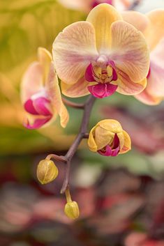 an orchid with pink and yellow flowers on it