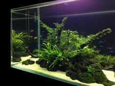 an aquarium filled with plants and fish