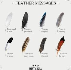 Feather Color Meaning, Feather Magic, Finding Feathers, Feather Meaning, Animal Spirit Guides