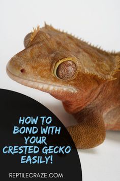 a gecko with the caption how to bond with your crested gecko easily