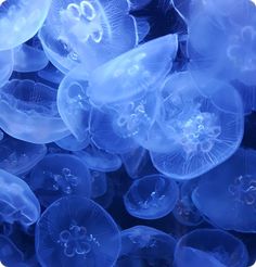 many jellyfish are floating in the water and looking like they're ready to dive