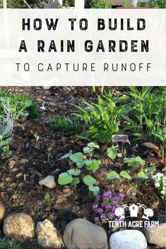 a garden with rocks and plants in the foreground text overlay reads how to build a rain garden to capture unoff