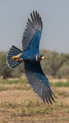 a blue bird flying through the air with it's wings spread