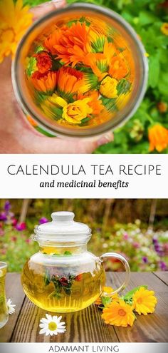 calendula tea recipe and medical benefits