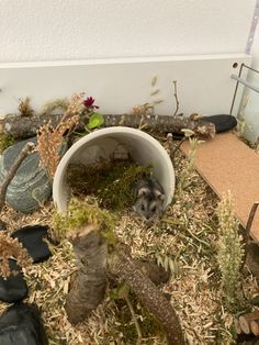 a small rodent sitting in a white bowl surrounded by plants and rocks on the ground