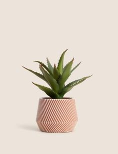 a small potted plant sitting on top of a table