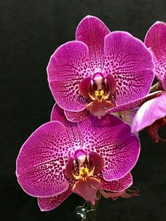 three purple orchids in a vase on a black background