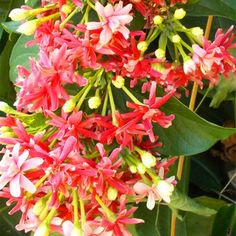 red and white flowers are blooming on green leaves