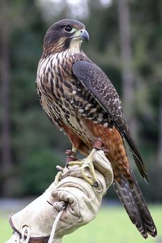 a hawk perched on top of a glove