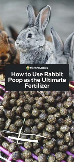 rabbits in a basket with text overlay how to use rabbit poop at the ultimate fertiizer