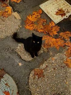 a black cat sitting on the ground next to leaves