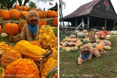 there are two pictures one has a dog and the other has pumpkins in it