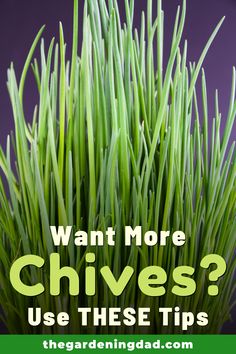 green grass with the words want more chives? use these tips