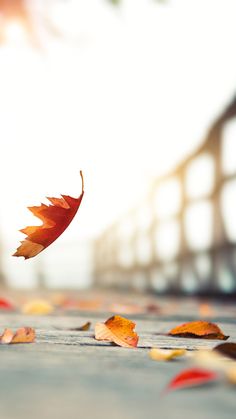 a fallen leaf on the ground in front of a bridge with sunlight shining through it