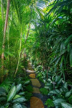 a pathway in the middle of some tropical plants