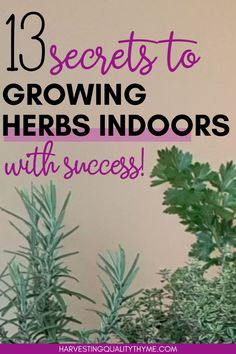 some plants with the words 13 secrets to growing herbs indoors with success