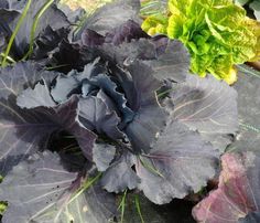 there are many different types of vegetables in the garden, including cabbage and lettuce