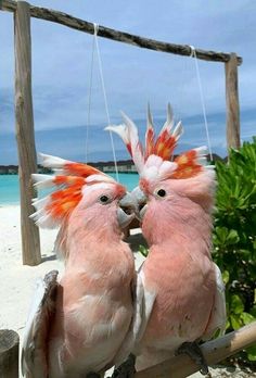 two pink birds with orange feathers sitting on a swing